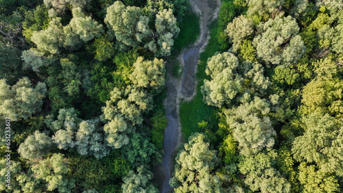 Obraz na płótnie forest w salonie
