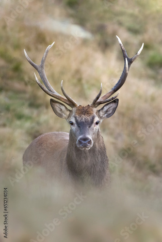 Close up portrait of massive wild red deer stag (Cervus elaphus) emerging from an alpine meadow against bokeh background, taken at sunset in the Alps Mountain, Italy. Beautiful animals in the wild.