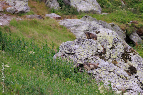 Marmot in Vanoise National Park