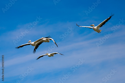 Bird in flight
