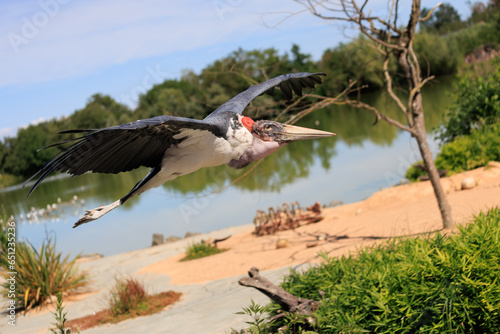 Bird in flight