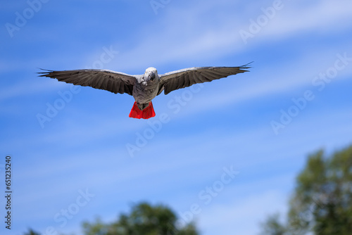 Bird in flight
