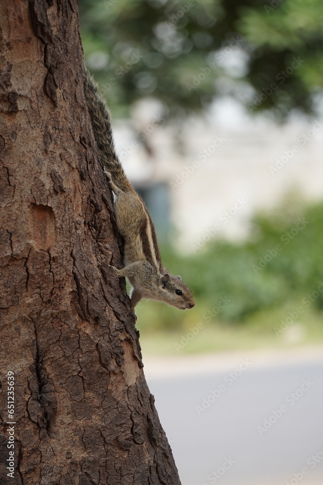 Obraz premium A chipmunk hold your body on tree root