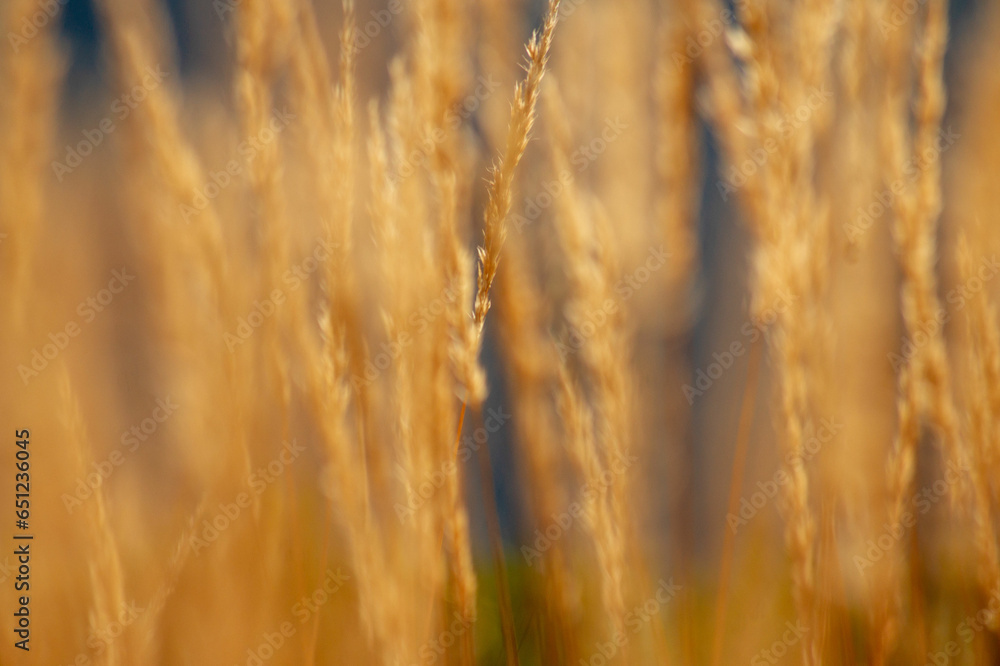 Grassland in the mountains against the background of the blue sky Grassland in the mountains against the background of the blue sky