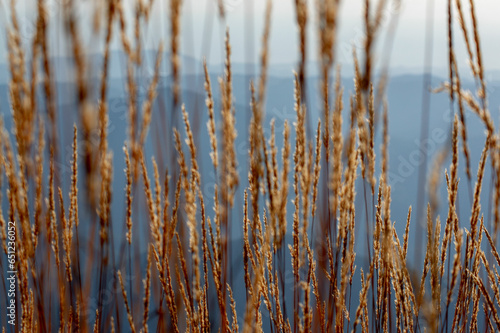 Fototapeta Naklejka Na Ścianę i Meble -  Grassland in the mountains against the background of the blue sky