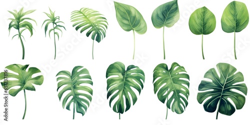Hand drawn watercolor tropical plants set, monstera on an isolated white background, watercolor illustration © Jing