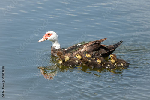 Muscovy and ducklings