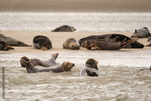 Seals in French baie d'Authie, Côte d'opale, France