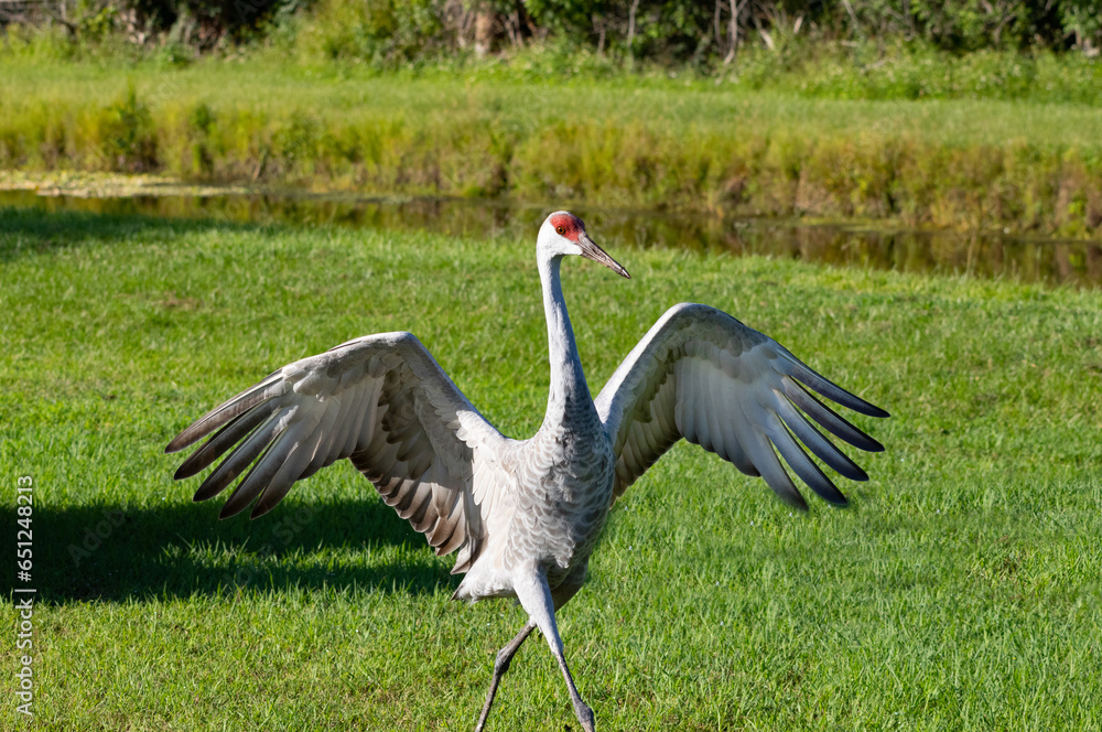 Fototapeta premium Sandhill crane with it's wings wide open as though dancing