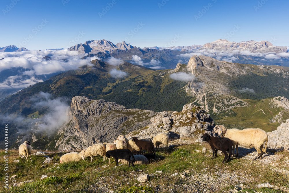 herd of sheep on the mount Lagazuoi in the heat of Dolomites