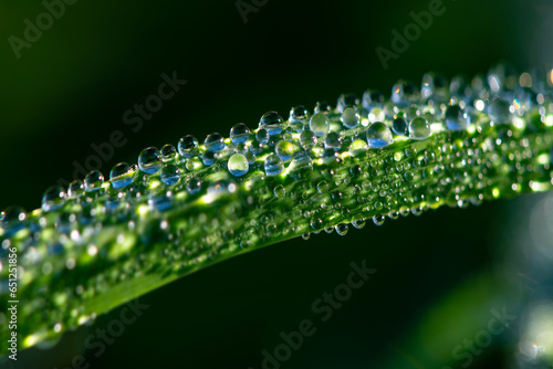 Water drops of dew on an isolated green grass haulm reflecting morning sunlight on a meadow in Sauerland. Macro close up with selective focus and blurred background. Transparent lenticular spheres.