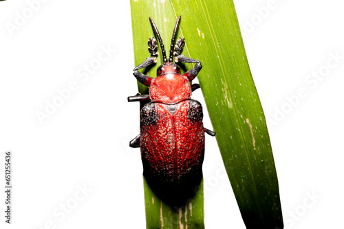 Besouro Vermelho, Barata-do-Coqueiro ou também como é conhecido Escaravelho Vermelho sobre uma folha de capim. Mata Atlântica Brasileira. São Paulo, Brasil. Formato de arquivo png fundo transparente. photo