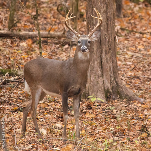 Buck in woods somewhere in Tennessee 