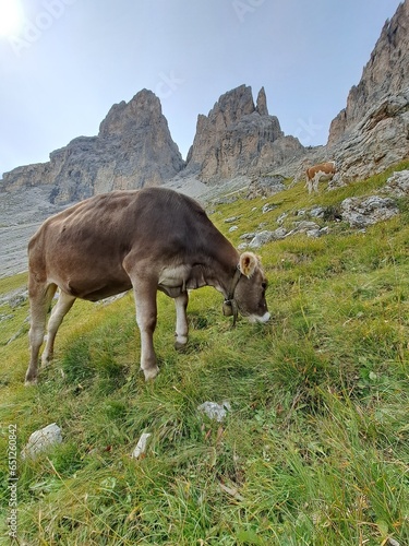 Curious cow in the Italian Dolomites. © marcel