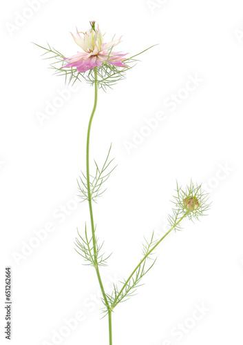 Love-in-a-mist isolated on white background  Nigella damascena