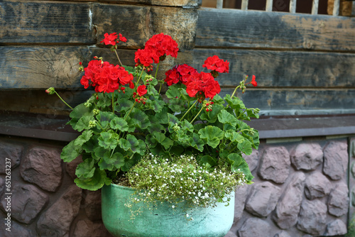 red geranium flowers in flower box closeup photo on country house porch background