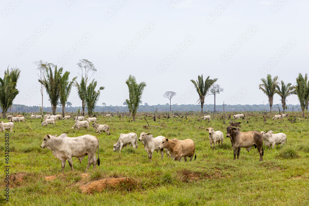 Herd of Nelore cattle on a meadow in the Amazon rainforest between Manaus and Porto Velho in Brazil, South America Herd of Nelore cattle on a meadow in the Amazon rainforest between Manaus and Porto Velho in Brazil, South America