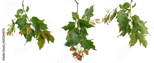 Three various branches of canadian maple tree with green leaves and red seeds on white background