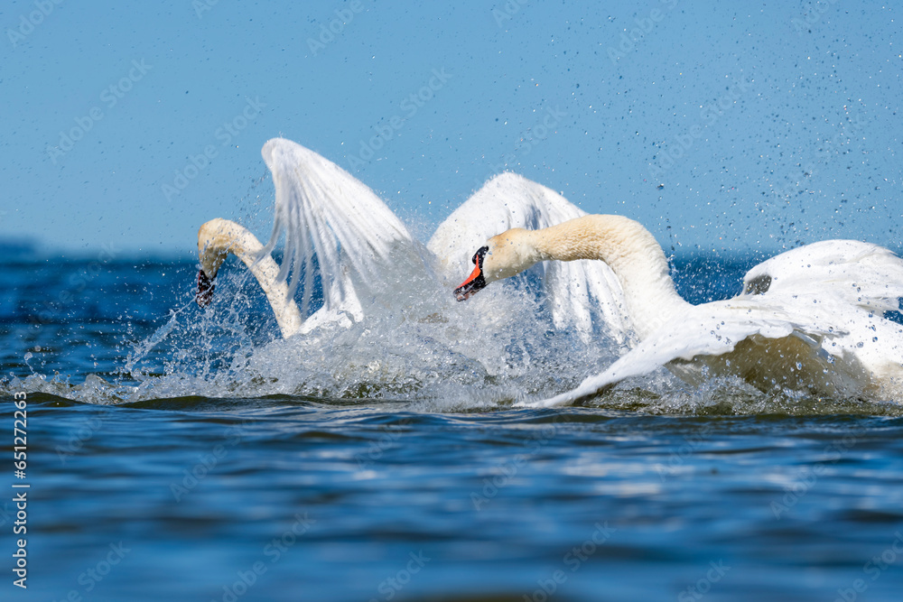 Fototapeta premium Mute swan.