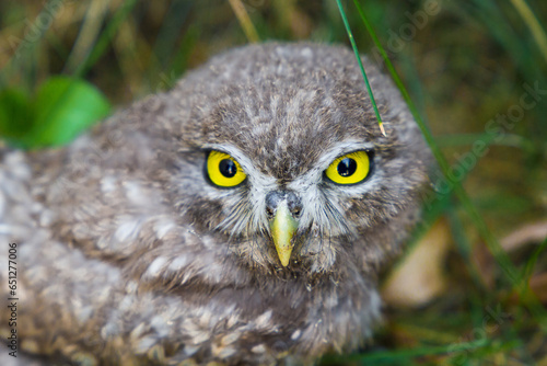 A small specimen of an owl