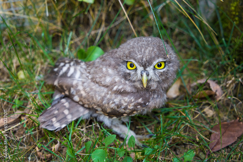 A small specimen of an owl