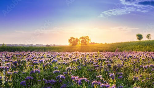 lavender field in the morning, Beautiful panorama rural landscape with sunrise and blossoming meadow. purple flowers flowering on spring field, lavender field, panorama rural landscape with 