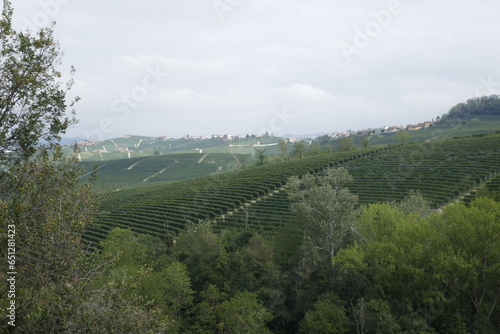 vineyards in Barolo