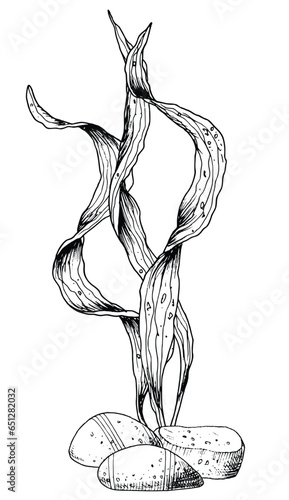 Seaweeds and seabed stones. Vector illustration of algae in line art style on isolated background. Outline underwater drawing of ocean floor for icon or logo. Marine flora painted by black inks