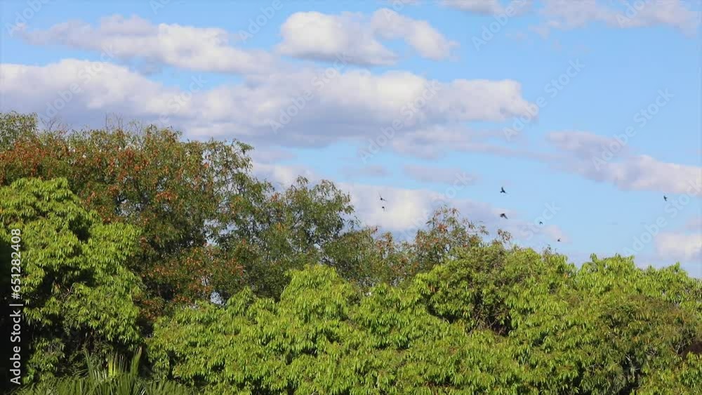 Flight of swallows over the treetops of the tropical forest Flight of swallows over the treetops of the tropical forest