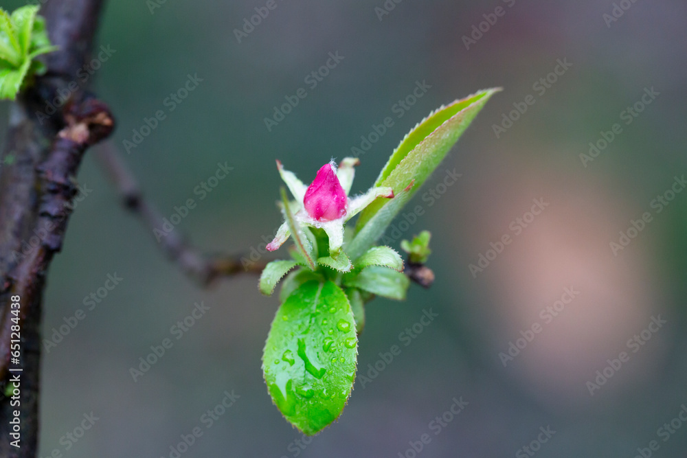 Small rosebud and young green leaves of Pseudocydonia sinensis on a blurry background, selective focus. Early spring, spring natural background. Small rosebud and young green leaves of Pseudocydonia sinensis on a blurry background, selective focus. Early spring, spring natural background.