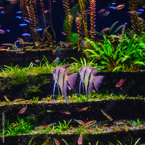 Tropical fish Pterophyllum scalare altum photo