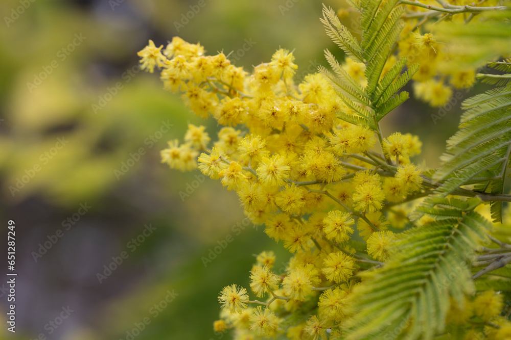 yellow splendid mimosa on tree close-up, selective focus. spring background of white acacia flowers yellow splendid mimosa on tree close-up, selective focus. spring background of white acacia flowers