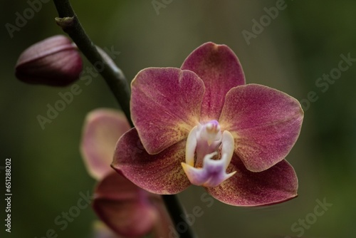 pink orchid flower