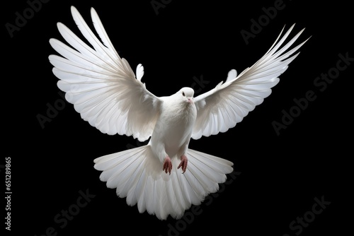 white dove flying © GalleryGlider