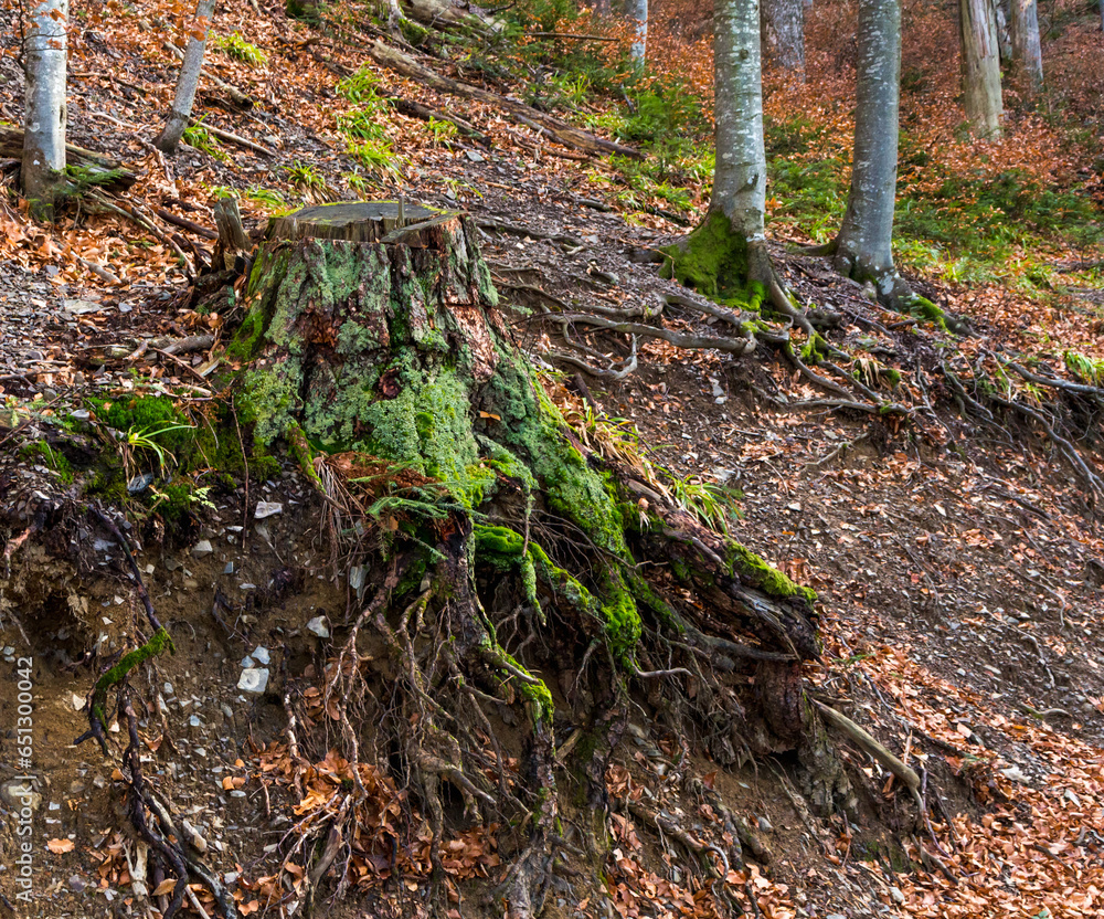 tree roots on a mountain slope..