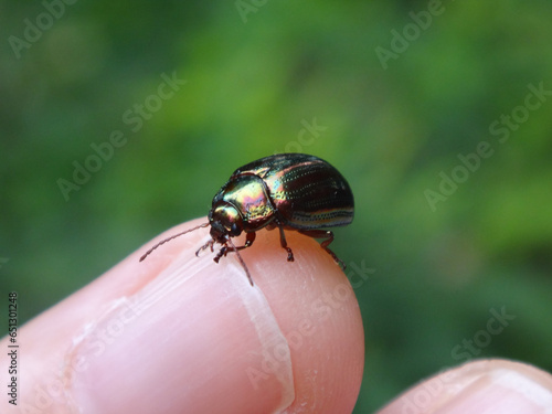 Rosemary beetle (Chrysolina americana) sitting on the tip of a human finger photo