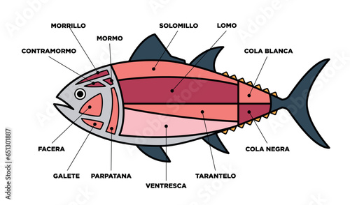 Tuna Cuts diagram (ronqueo). Parts of tuna written in Spanish.