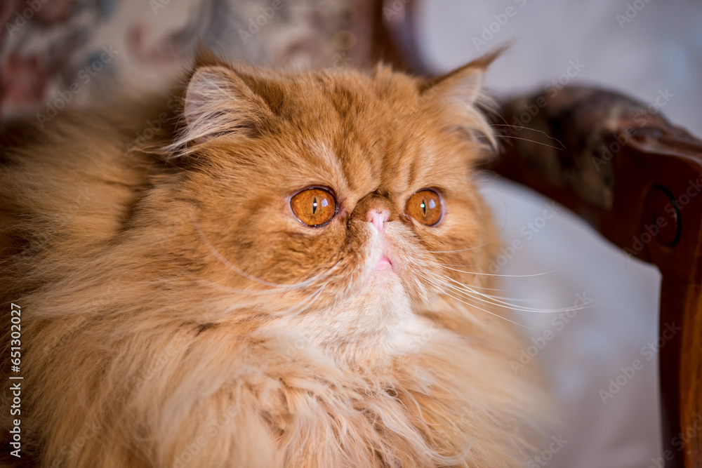 Red Longhair Persian exotic cat close up