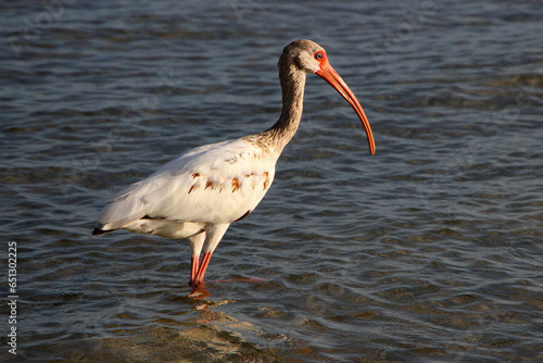 Ibis wading bird at Turner Beach on Sanibel Island, Florida. © nlphoto