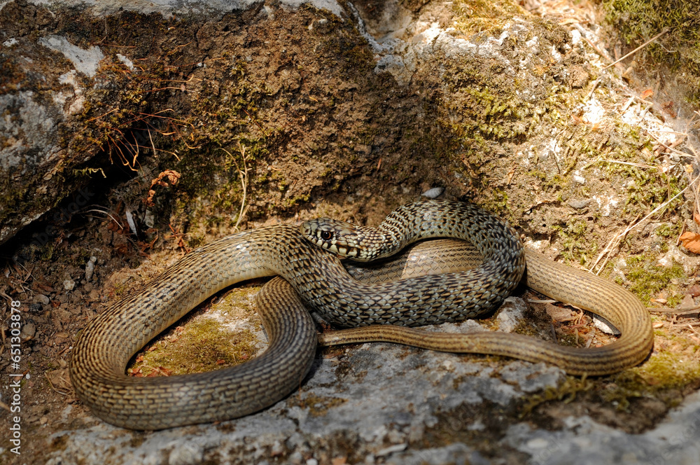 Obraz premium Balkan whip snake // Balkan-Zornnatter (Hierophis gemonensis) - Crete, Greece