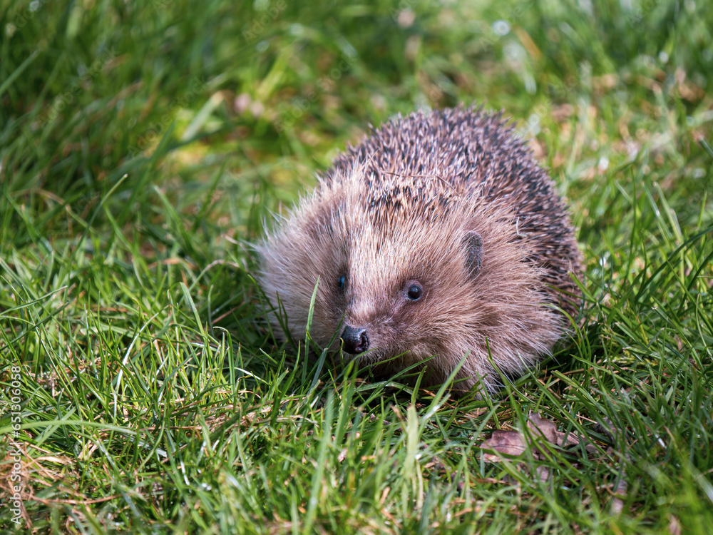 Hedgehog Walking on the Grass Hedgehog Walking on the Grass