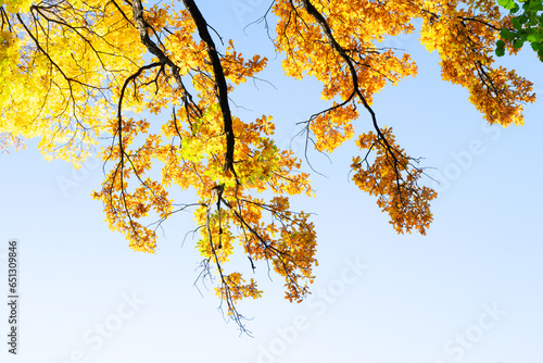Vibrant yellow golden fall tree foliage background with pale blue sky