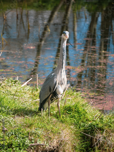 Grey Heron Standing on a Grass Bank