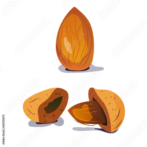 Amande, vectoriel, vector, fruit sec, illustration photo