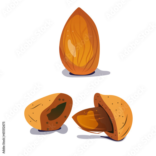 Amande, vectoriel, vector, fruit sec, illustration