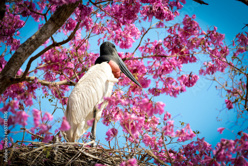 Jabiru stork (Jabiru mycteria) nesting on pink trumpet tree  photo