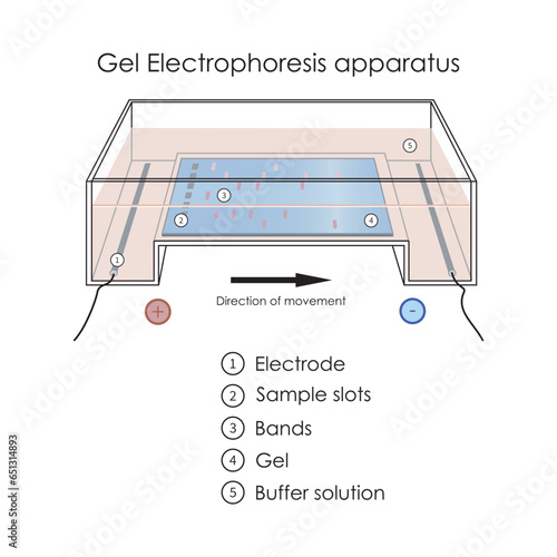 Diagram showing gel electrophoresis apparatus - labolatory equipment scientific illustration, showing gel, electrode, buffer solution, bands and slot. Technical vector illustration.