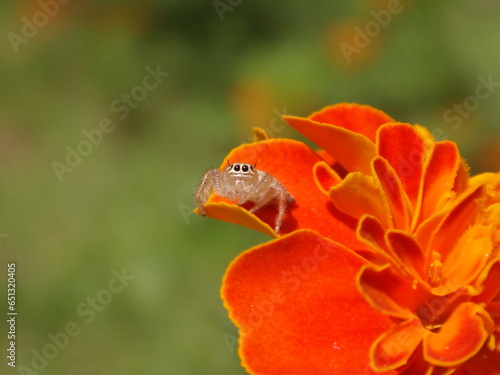 Tiny, female jumping spider (Thyene imperialis) sitting on a bright orange marigold flower photo