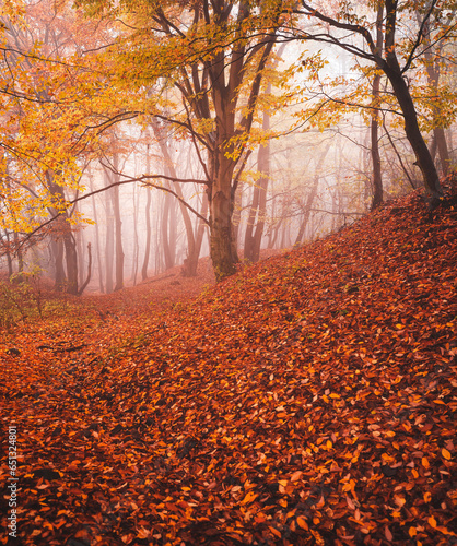 Fototapeta Naklejka Na Ścianę i Meble -  Pathway in the forest in autumn