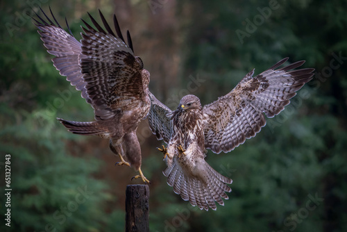 A pair of battling Common Buzzard (Buteo buteo) on a branch in the  forest of Noord Brabant in the Netherlands. Green background                    